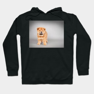 Chow chow  puppy Hoodie